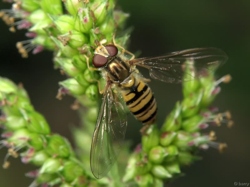 Episyrphus balteatus (De Geer, 1776)